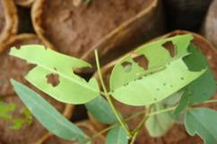 FPM-Nursery-Defoliaters-1